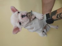 Lekesiz Beyaz French Bulldog