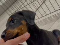3 aylık doberman