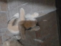 Hollanda lop tavşanı