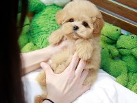 ANTİALERJİK TEACUP MALTIPOO BEBEKLERİMİZ
