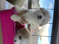 Kıvır kıvır Maltipoo bebekler