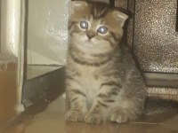Oyuncu safkan scottish fold