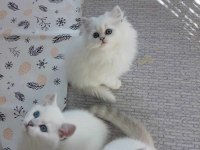 LYNX POİNT SCOTTİSH STRAİGHT LONGHAİR