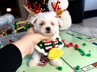 Koreden Gelen Mikro Boy Maltese Bebeğim