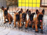 Muhteşem kan hattı malinois yavrular