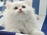 British Longhair kar beyaz prenses