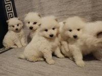 Safkan samoyed yavrular