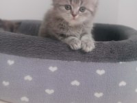 Safkan dişi ve erkek british longhair