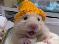 Her Bütçeye Uygun Hamster Setleri Aynı Gün Adrese Teslim