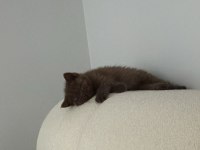 British Shorthair 3 Aylık Dişi Yavrumuz