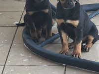 Rottweiler Yavruları