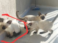 Süte yeni düşmüş kırık kuyruk siyam yavruları