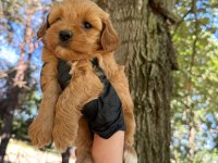 Maltipoo Dişi Erkek