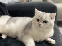 Kedimiz Tommycik yeni yuva arayışında