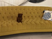 Koreden teacup dişi poodle yavrumuz