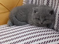 24 Nisan doğumlu 2 erkek 1 dişi orjinal british shorthair
