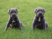 Heybetli Üst Kalite Cane Corso Yavrular