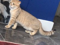 Scottish fold golden 4 aylık kedimiz