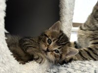 British shorthair yavrular