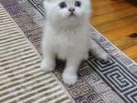 Pamuk yakışıklı british shorthair bebeklerimiz