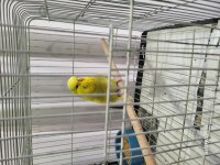 Uygun fiyata jumbo muhabbet kuşu türleri