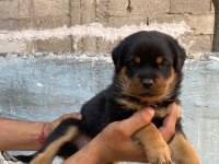 Rottweiler yavruları