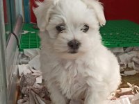 Maltese terrier yavrularımız