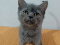 2,5 Aylık Dişi Gri Rengi Kehribar Gözlü British Shorthair