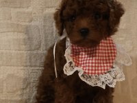 Kore poodle yavrularımız teslime hazırdır