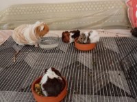 Bucada yavru ben yetişkin ginepig