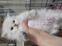 British longhair taneleri yeni yuvasını bekliyor