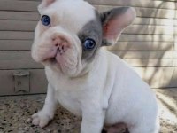 50 Günlük Fransız Bulldog Yavrumuz