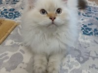 Full secereli british longhair
