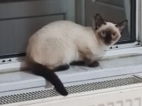 SİYAM KEDİMİZE ACİL YUVA ARANIYOR