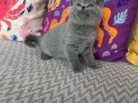 Lilac renk ve gri renk ayı kafa british shorthair bebekler