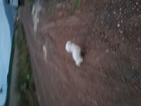 Güzel Terrier Kızımız