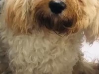 Cavappo köpeği ücretsiz