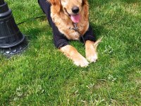 Acil - golden retriever