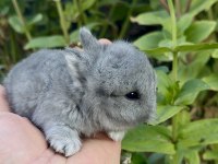 Netherland Dwarf Hollanda Blue Cüce Tavşanlar