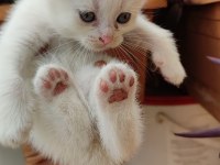 scottish fold yavrularım