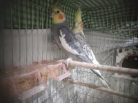 GENÇ DAMİZLİK SULTAN PAPAĞANI ÇİFTİ