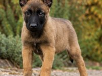 Safkan Belçika Malinois Yavruları