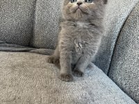 Pamuk iran kedisi bebeklerim