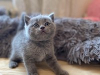Show line british shorthair yavrularımız