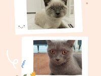 Nevşehir merkez british shorthair kedilerimiz