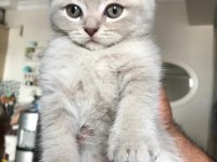 Scottish fold izmir