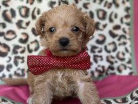 Toy Maltipoo Bebekler