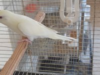 5 AYLIK KUSURSUZ CREMİO RENK DİŞİ MUHABBET KUŞU