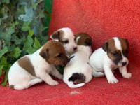 JACK RUSSELL YAVRULARIMIZ HAZIRDIR