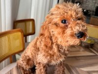 3 AYLIK ERKEK TOY POODLE